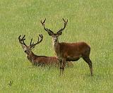 Deer 9Y413D-023